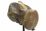 Fossil Mosasaur Vertebra w/ Metal Stand - Texas #316024-2